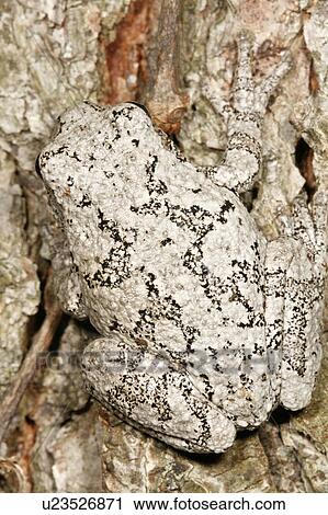 Stock Image -  tree nature gray frog hyla versicolor hylidae . Fotosearch