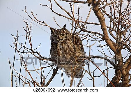 tree nature owl perched in great horned predator View Large Photo Image Stock Image - tree nature owl perched in great horned predator. Fotosearch
