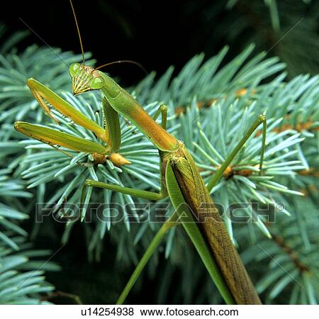 Stock Photo -  tree nature praying mantis blue spruce european. Fotosearch