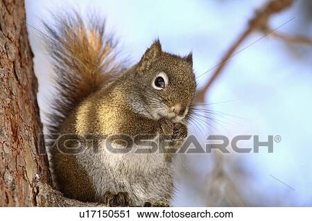 Stock Image -  tree nature red squirrel branch wild animal. Fotosearch