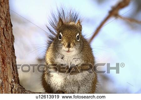tree nature red squirrel branch wild animal View Large Photo Image Stock Photo - tree nature red squirrel branch wild animal. Fotosearch