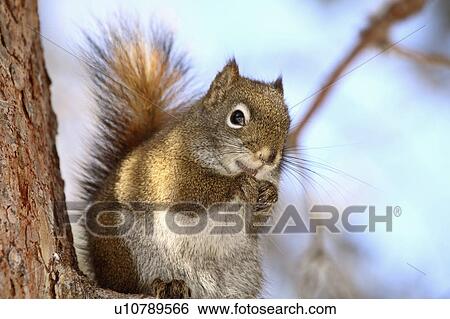 tree nature red squirrel branch wild animal View Large Photo Image Stock Photograph - tree nature red squirrel branch wild animal. Fotosearch
