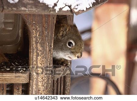 Stock Image -  tree nature red squirrel inside bird feeder wild. Fotosearch