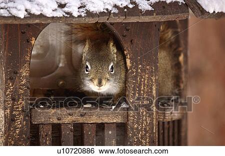tree nature red squirrel inside bird feeder wild View Large Photo Image Stock Photograph - tree nature red squirrel inside bird feeder wild. Fotosearch