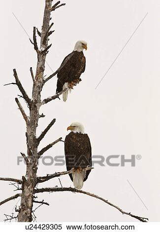 Stock Photography -  tree nature two bald eagles perched in eagle. Fotosearch