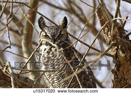 Stock Image -  tree nature winter great horned owl perched . Fotosearch
