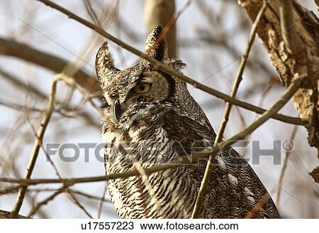 tree nature winter great horned owl perched in View Large Photo Image Stock Image - tree nature winter great horned owl perched in. Fotosearch