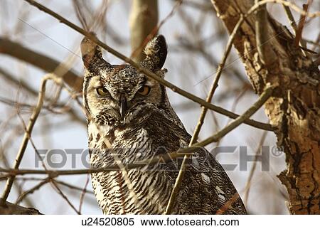 Stock Photography -  tree nature winter great horned owl perched. Fotosearch