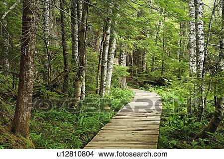 Picture -  tree nature wooden boardwalk through forest mt. . Fotosearch
