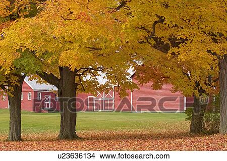 Picture -  tree north hero lake champlain islands barn vt . Fotosearch
