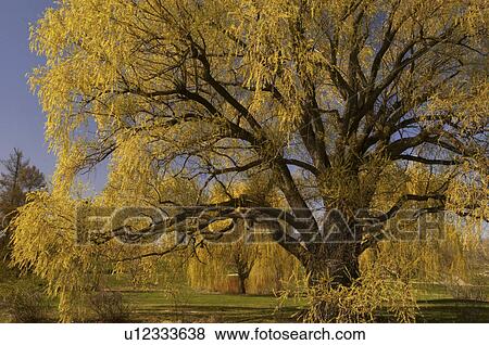 Stock Photo -  tree spring arboretum farm willow august bright . Fotosearch