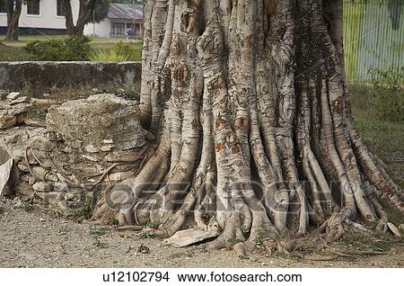tree timor leste detail aileu east asia south View Large Photo Image Picture - tree timor leste detail aileu east asia south . Fotosearch