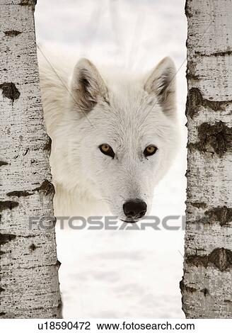 Stock Image -  tree winter arctic wold looking between two wolf. Fotosearch