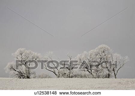 tree winter frost covered trees in snow hoar tree View Large Photo Image Stock Photo - tree winter frost covered trees in snow hoar tree . Fotosearch