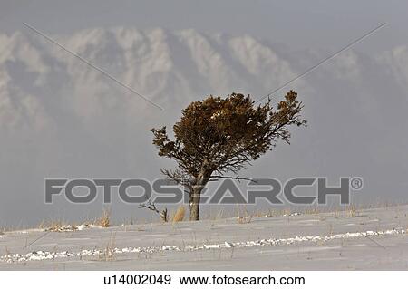 Stock Photo -  tree winter lone wind blown high plains snow. Fotosearch
