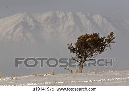 Stock Photography -  tree winter lone wind blown high plains snow. Fotosearch