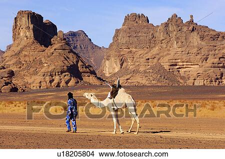 Picture -  tuareg nomade white mehari dromedary roaming . Fotosearch