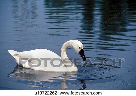 Stock Image -  tundra swan drinking winnipeg manitoba canada. Fotosearch