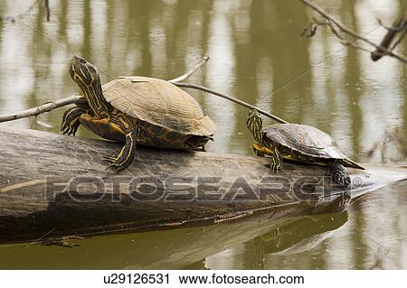 turtles log british columbia animal close up View Large Photo Image Stock Image - turtles log british columbia animal close up. Fotosearch