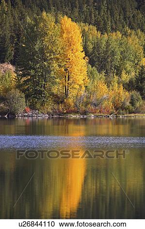 water autumn in scenic alberta reflection colors View Large Photo Image Stock Image - water autumn in scenic alberta reflection colors. Fotosearch