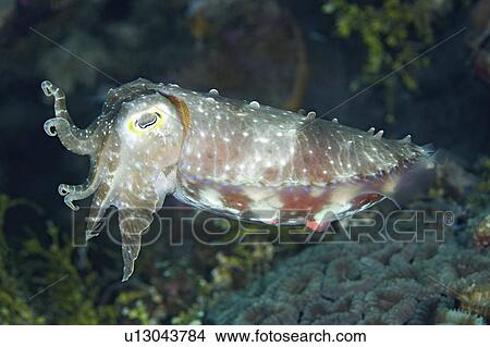 water broadclub cuttlefish swimming underwater View Large Photo Image Picture - water broadclub cuttlefish swimming underwater . Fotosearch