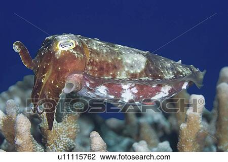 Stock Image -  water broadclub cuttlefish swimming underwater . Fotosearch