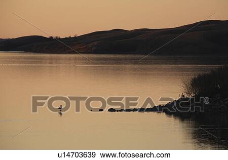 water buffalo pound lake sunset in scenic dusk View Large Photo Image Stock Photo - water buffalo pound lake sunset in scenic dusk. Fotosearch