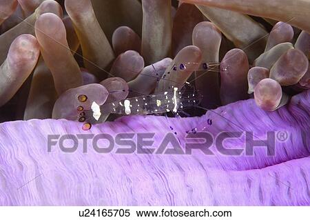 water commensal shrimp living sea anemone white View Large Photo Image Stock Photography - water commensal shrimp living sea anemone white . Fotosearch