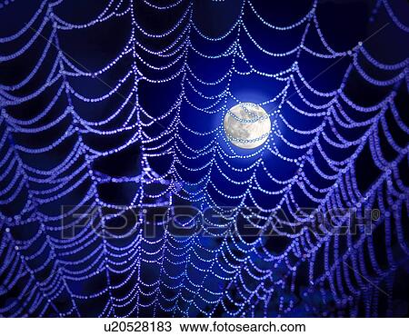 Stock Image -  water design nature beauty photo moon spider web . Fotosearch