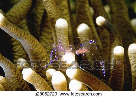 water female dancing shrimp living in tentacles View Large Photo Image Stock Photo - water female dancing shrimp living in tentacles . Fotosearch