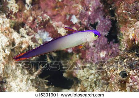 Stock Image -  water fire known purple dartfish elegant goby . Fotosearch