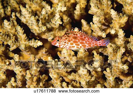 water fish beautiful pixy hawkfish perched View Large Photo Image Stock Photo - water fish beautiful pixy hawkfish perched . Fotosearch