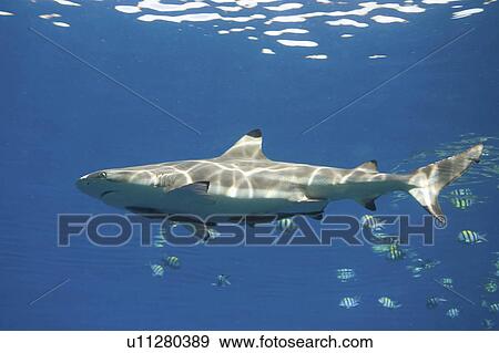water fish blacktip reef shark two remora or its View Large Photo Image Stock Photo - water fish blacktip reef shark two remora or its . Fotosearch