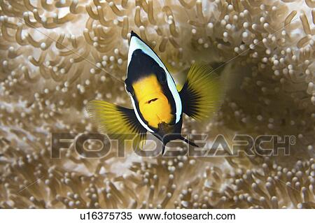 Stock Photography -  water fish clarks in its anemone clownfish water . Fotosearch