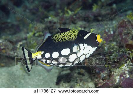 Stock Photo -  water fish clown swimming reef bright colorful . Fotosearch