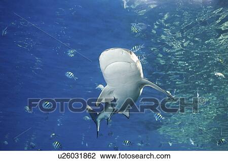 Stock Image -  water fish face blacktip reef shark swimming . Fotosearch