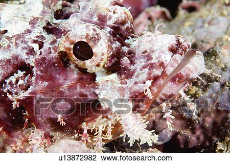 Stock Image -  water fish face closeup smallscale oxycephala . Fotosearch