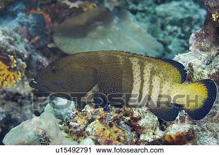 water fish face peacock rockcod small cleaner View Large Photo Image Stock Image - water fish face peacock rockcod small cleaner . Fotosearch