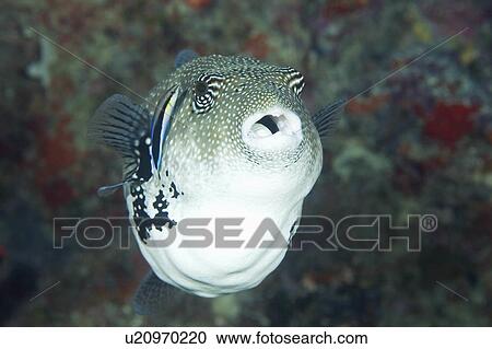 Stock Image -  water fish face pufferfish cleaned small cleaner . Fotosearch