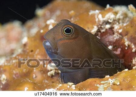 Stock Photograph -  water fish face small brown midas blenny in hole . Fotosearch