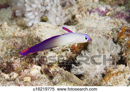 Stock Photography -  water fish fire known purple dartfish elegant . Fotosearch