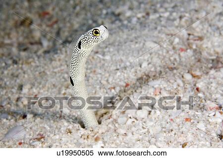 Stock Photography -  water fish garden eel peering out its burrow . Fotosearch