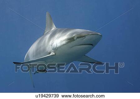 water fish grey reef shark known whaler remora View Large Photo Image Stock Photo - water fish grey reef shark known whaler remora . Fotosearch