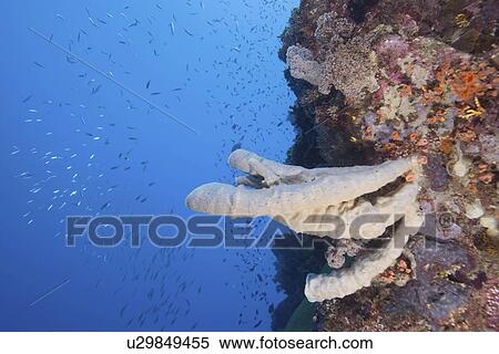 water fish group vase sponges reef wall blue View Large Photo Image Stock Photography - water fish group vase sponges reef wall blue . Fotosearch