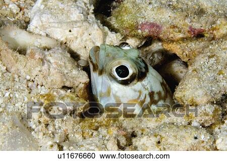 Stock Image -  water fish jawfish peering out its burrow head . Fotosearch