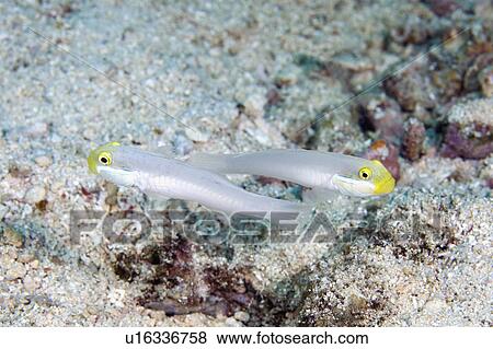 water fish known blueband goby pair goldenhead View Large Photo Image Stock Photo - water fish known blueband goby pair goldenhead . Fotosearch