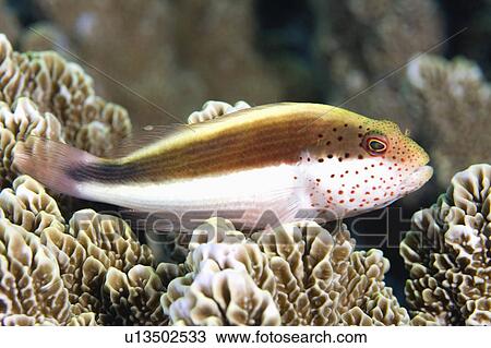 Stock Image -  water fish known forsters hawkfish resting hard . Fotosearch