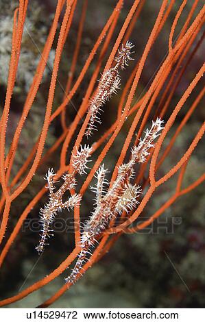 Stock Image -  water fish known orange ghost pipefish . Fotosearch