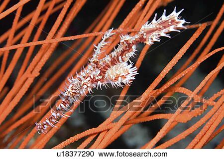 Stock Image -  water fish known ornate ghost pipefish harlequin . Fotosearch