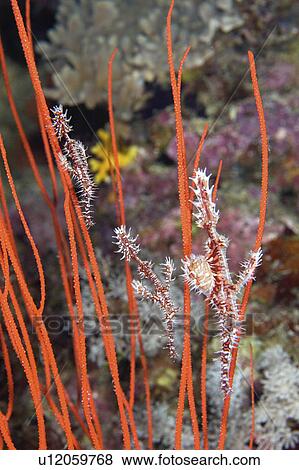 Stock Photo -  water fish known ornate ghost pipefish . Fotosearch